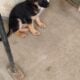 GERMAN SHEPHERDS