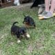 Dachshund Chihuahua mix 70/30