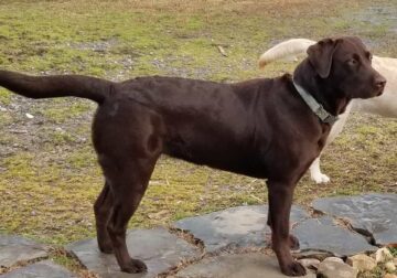 AKC Chocolate Labrador Retriever in Spring City TN