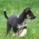 German Shepherd/Australian Shepherd Puppies