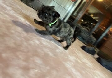 Frederick the Merle Pug