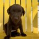 LABrador Retriever Puppies AKC Registered