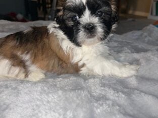 Shih Tzu puppies