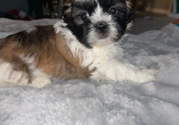 Shih Tzu puppies