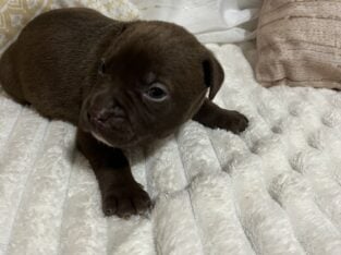 Hershey