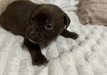 Hershey