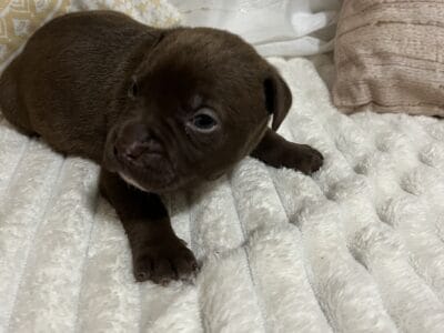Hershey