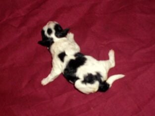 Peony, MaltiPoo Female, rare color, non-shedding