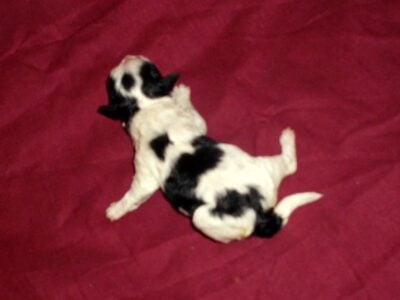 Peony, MaltiPoo Female, rare color, non-shedding