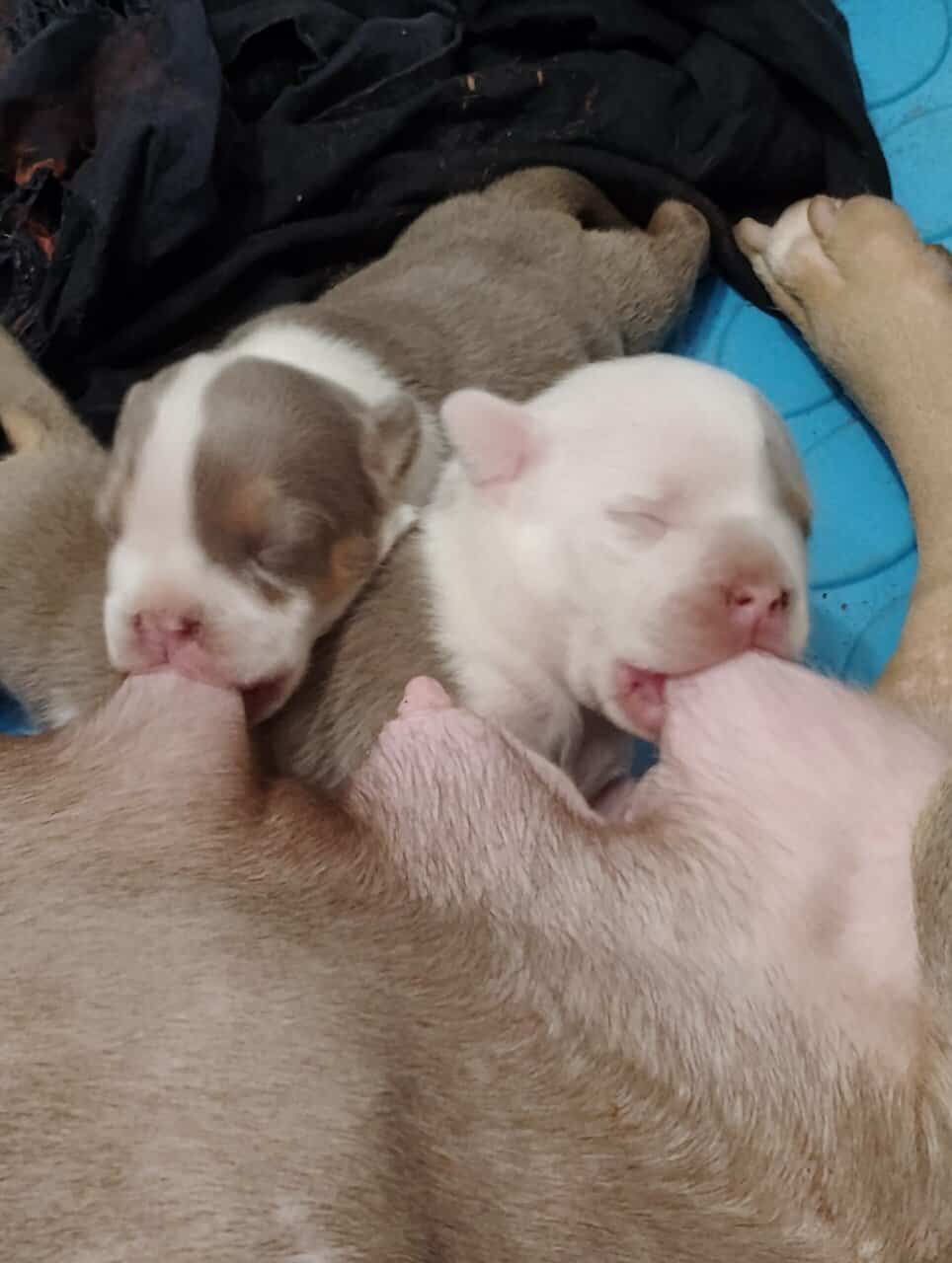 American bully Puppies image 3