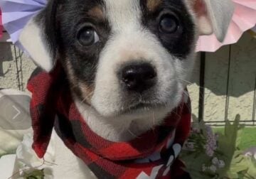 corgi blue heeler cowboys female puppies