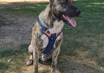 Maximus