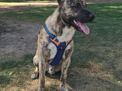 Maximus