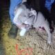 Pitbull puppies, ready now