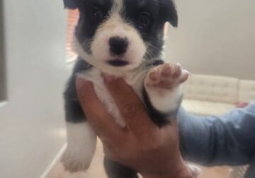 Corgi