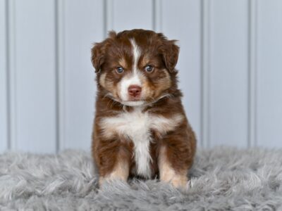 Mini Australian Shepherd Holmesville OH Leo