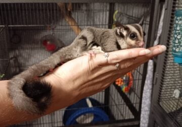 Sugar Gliders