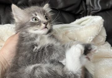 American bobtail kitten