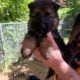 Puppies for sale