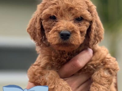 Goldendoodle Blue