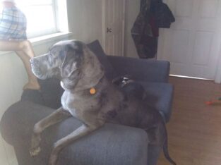 Great Dane