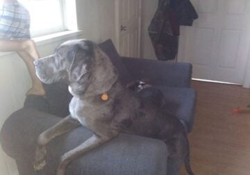 Great Dane