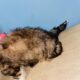 Handsome Shih tzu boy