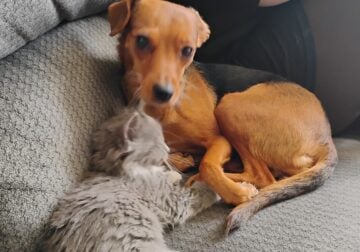 Small dog Chihuahua mix