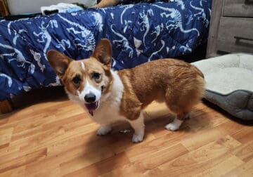 Corgis