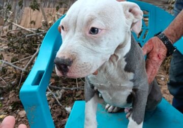 Blue Pit puppies for sale