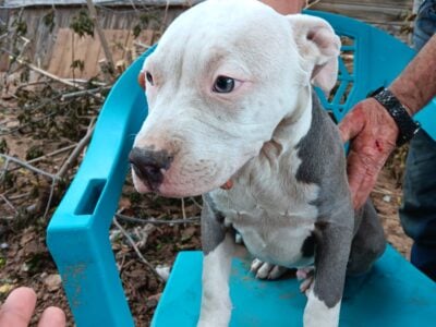 Blue Pit puppies for sale
