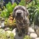 Cane Corso Puppy