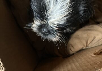 Designer puppies for sale