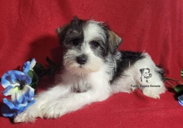 Miniature Schnauzer Parti Colored Boy Puppy