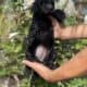 Beautiful goldendoodle puppies