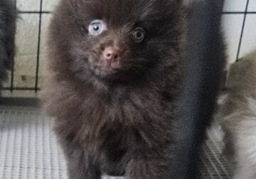 AKC Pomeranian