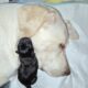 **Beautiful Lab Puppies** ONLY 2 LEFT (1M & 1F)