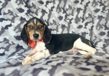 Biscuit
