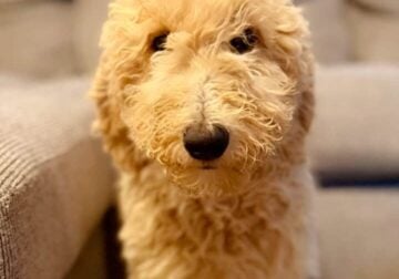 Standard poodle puppies