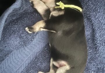 Mini Schnauzers of Hawaii
