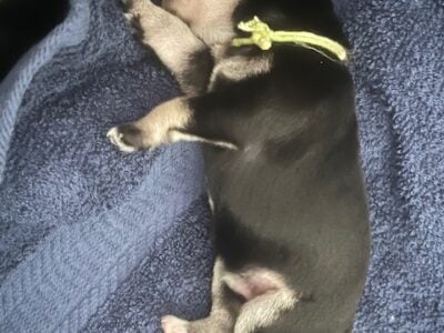 Mini Schnauzers of Hawaii