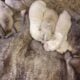 LITTER OF NEWBORN PUREBRED PITTBULL PUPPIES!!