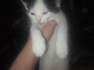 Female Kitten