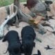 Charcoal lab Male and 2 black female puppies