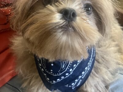 Male shih tzu puppy
