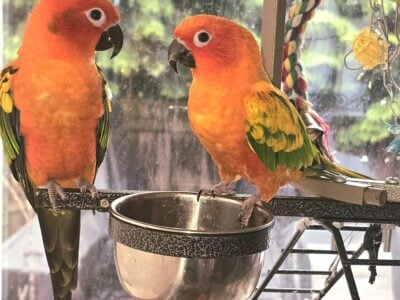 Carrots (female) Mango (Male)