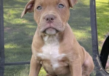 American Bully puppies for sale