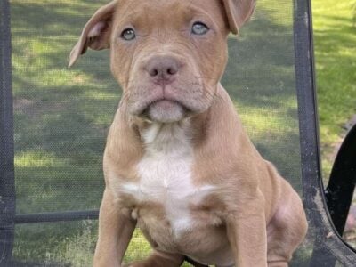 American Bully puppies for sale