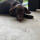 AKC Chocolate Lab Puppy – Trained, Potty Trained