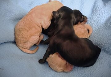 Adorable Yorkie Poo Puppies
